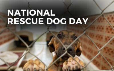 NATIONAL RESCUE DOG DAY – May 20, 2024